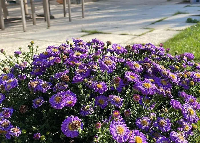 Zur Rundkapelle Lejlighed *